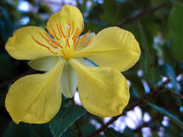 Image result for Ochna kirkii
