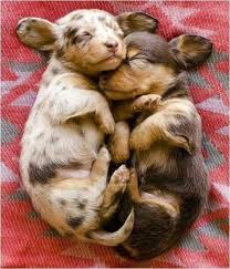 Pin By Druanna On Dachs Cute Baby Animals Sausage Dog Puppy Cute Animals