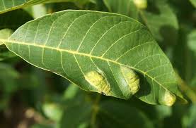 Image result for Walnut blight