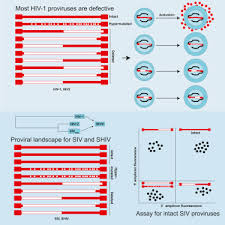 Maybe you would like to learn more about one of these? The Landscape Of Persistent Viral Genomes In Art Treated Siv Shiv And Hiv 2 Infections Sciencedirect