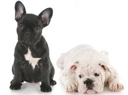 Wie groß wird eine ausgewachsene englische bulldogge? Bulldogge Welche Rassen Zahlen Dazu