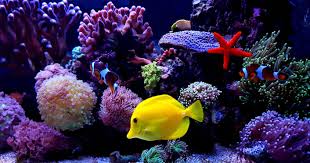 13 Fish Tank Cleaning Tools For Maintaining A Clean Aquarium In Your Home Or Office Home Stratosphere