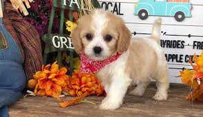 The cavapoo, also called the cavoodle, is a designer dog that originated in australia during the 1990s, when breeders sought out to create a hybrid of the cavalier king charles spaniel and the poodle. Facebook