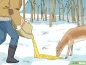 Image result for what to feed deers