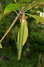 Image result for Bruguiera