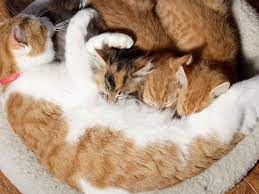 How Long Should A Kitten Stay With Its Mother