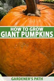 How To Grow Giant Pumpkins Gardener S Path Growing Pumpkins Pumpkin Giant Pumpkin