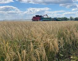 Rice Farming April 2024 by One Grower Publishing