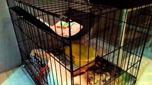 Pilihlah yang paling sesuai dengan kebutuhan. Diy Membuat Hammock Mudah Di Kandang Kucing Youtube