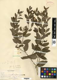 Image result for Ancylobothrys tayloris