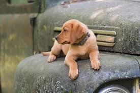 Goldendoodle puppy for sale in milwaukee, wi, usa. Balsam Branch Kennel Fox Red Lab Puppies For Sale Located In Balsam Lake Wisconsin