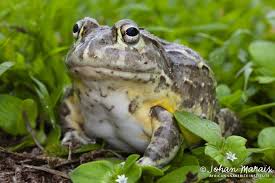 Image result for Pycreus africanus