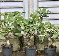 Outdoor Edible Fig Bonsai Tree 'Ficus Carica' Pre-Bonsai