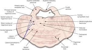 The brain stem is one of the most basic regions of the human brain, yet it is one of the most vital several nuclei in the pons work with the medullary rhythmicity center to control breathing, while other. Pons An Overview Sciencedirect Topics