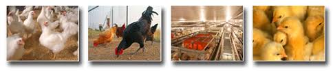 Cdfa Ahfss Ahb Avian Health