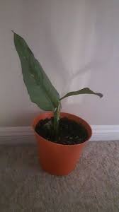 Shortening And Propagating A Huge Dieffenbachia Amoena In 2020 Propagating Plants Plants Propagation
