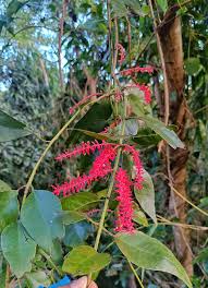 Image result for Helixanthera