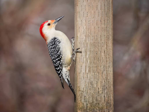 5,900+ Pecker Stock Photos, Pictures & Royalty-Free Images - iStock