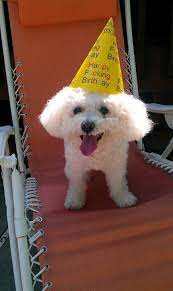 Dog Birthday Party With Hat From Urban Outfitters Dog Birthday Party Dog Birthday Birthday Party