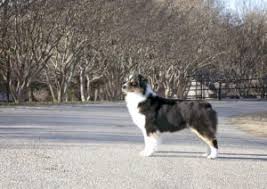 Best coffee machine brands australian kelpie breeders in ohio. Krrok5v2xtiuzm