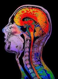 The Top Piracetam Uses For Off Label Medical And Recreational Purposes Anatomy Art Brain Art Neuroscience