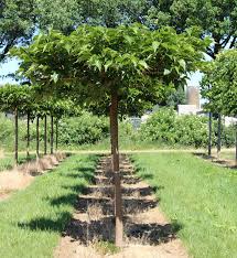 Morus Alba Fruitless Bepflanzung Gartendesign Ideen Pflanzen