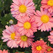 Spring Hill Nurseries 4 In Pot Coral Daisy Mammoth Mum Chrysanthemum Live Flowering Perennial Plant 1 Pack 77309 The Home Depot Spring Hill Nursery Perennial Plants Bulb Flowers