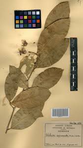 Image result for Ritchiea