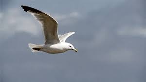Animated Birds Flying In The Sky Gif Https Encrypted Tbn0 Gstatic Com Images Q Tbn 3aand9gcrdgq1rjrymngwyliivmtt2mw Dmyrbgqqyzw Usqp Cau