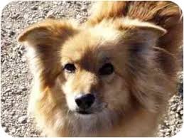 Pomeranian x corgi = corgiranian. Pomeranian Mixes For Adoption Off 65 Www Usushimd Com