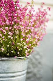 Hydrangeas are one of the best summer shrubs, if only for the range of flowers amongst them. 44 Best Heather The Flowering Shrub Ideas Flowering Shrubs Heather Plant Scottish Heather