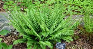 Ferns have true roots, stems, and complex leaves and constitute an ancient division of plants. Christmas Fern Care Growing The Polystichum Acrostichoides