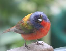 Birds Of North America Poster Framed The Most Beautiful Birds In North America