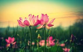 High definition background video with no copyright. High Definition Desktop Wallpapers With Pink Lotus Flower Hd Wallpapers Wallpapers Download High Resolution Wallpapers Lotus Flower Wallpaper Wallpaper Flower Wallpaper
