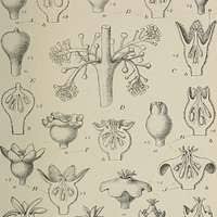 Image result for Centemopsis