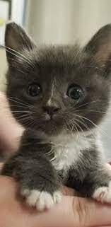 Gatti Cuccioli Cute Fluffy Kittens Cute Animals Kittens Cutest