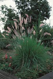 Image result for Melinis subglabra