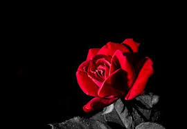 We would like to show you a description here but the site won't allow us. Comments On Single Flowers Wallpaper Id 1164470 Desktop Nexus Nature
