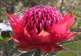 Flowering season in wa is usually august to november with the flowering season lasting up to 10 weeks. Telopea Speciosissima Wikipedia