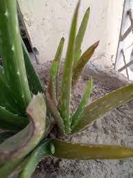 Aloe vera— aloe babardensis miller. My Aloe Vera Is Turning Brown Please Help Plantclinic