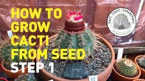 Keep hold of the information for • many types of cactus will grow readily from cuttings. How To Grow Melon Cactus Seeds Herunterladen