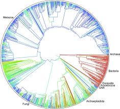 Tree Of Life For 2 3 Million Species Released