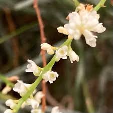 Image result for Microcoelia exilis