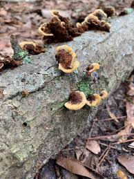 Image result for Phellinus gilvus