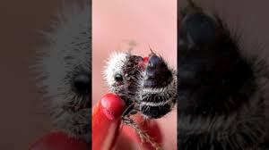 Image result for panda ant