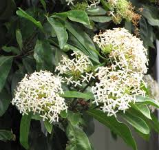 We did not find results for: Tanaman Ixora Putih