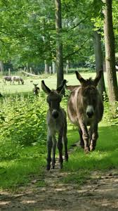 Anholter schweiz from mapcarta, the open map. Biotopwildpark Anholter Schweiz Isselburg