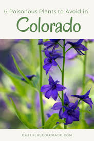 6 Poisonous Plants To Avoid In Colorado Poisonous Plants Colorado Gardening Colorado Flowers