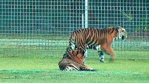 Wild, not domestic) cats who have been… Live Hd Cam Big Cat Rescue Sanctuary Tiger Lake Fl Usa
