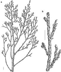 Image result for Exochaenium oliganthum